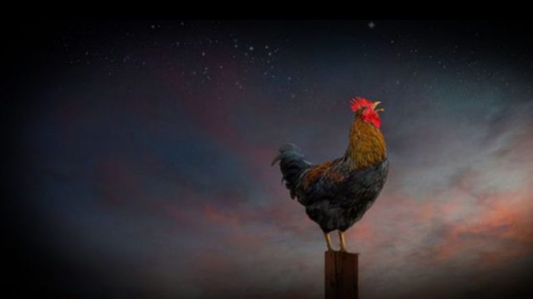 Ayam berkokok tengah malam